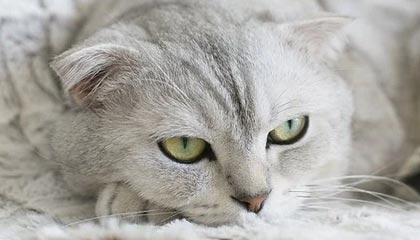 樱花看番便携版